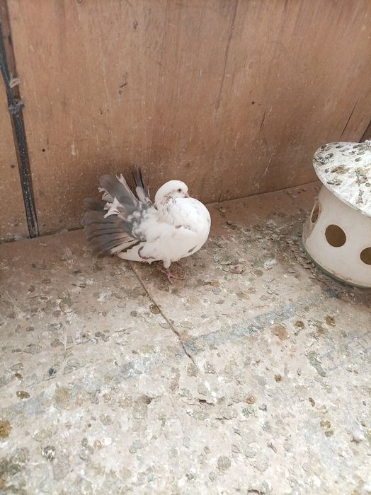 Голуби павлины кептер