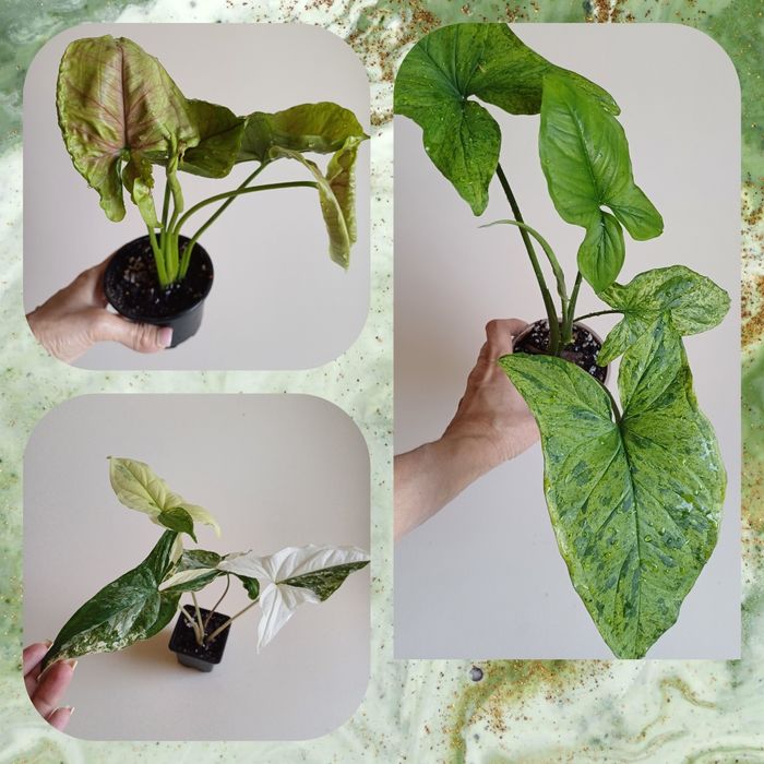 Продам сингониумы.