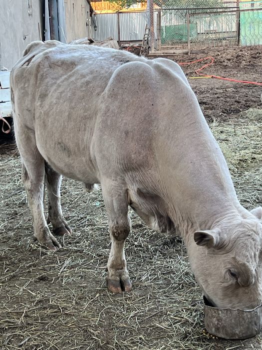 Продам быков!!! Бұқалар сатамын!!!