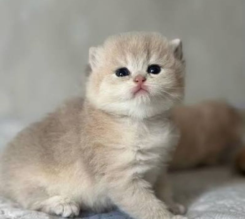 Шиншиллы голубое золото