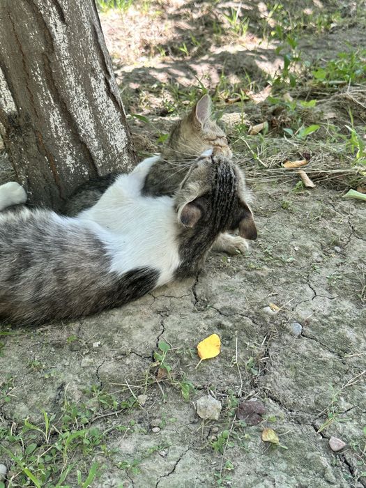 Кошка ищет дом и любящих хозяев
