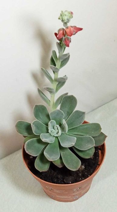 Продам. Эхеверия - каменная роза.