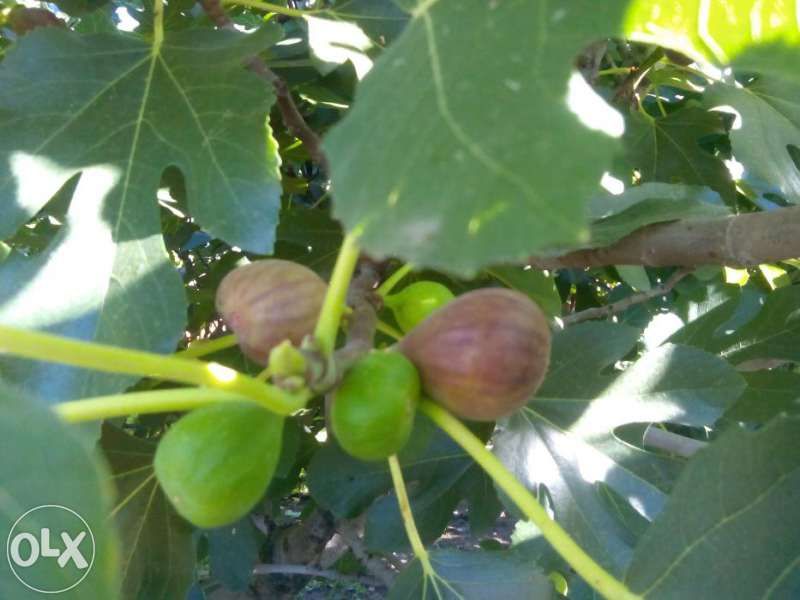 Къпина, Касис, Арония, Малини, Годжи Бери, Нар, Смокиня, Лешник, Боров