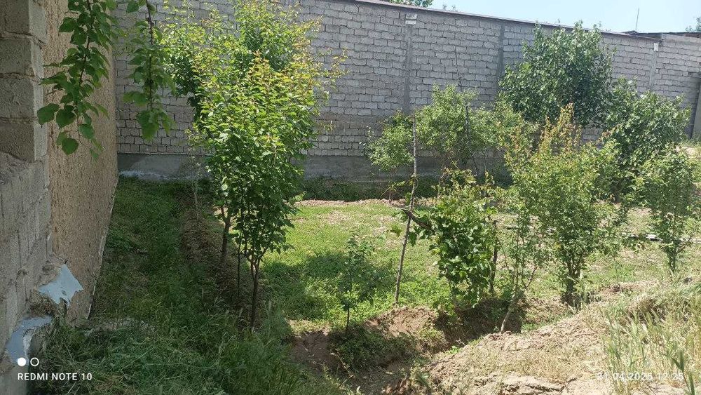 Қарши шахар Арал овул махалласи Тутак кучаси 7 Б-уй