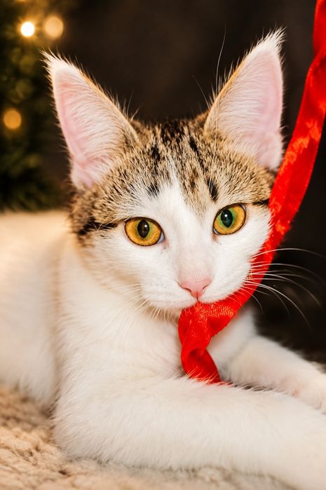 Котята красивые Мия и Юла