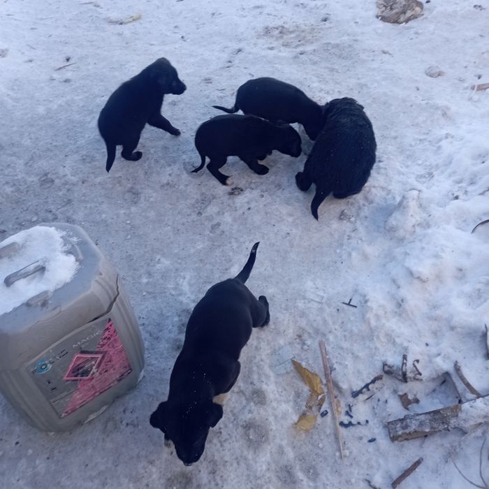 Отдам щенков в добрые руки