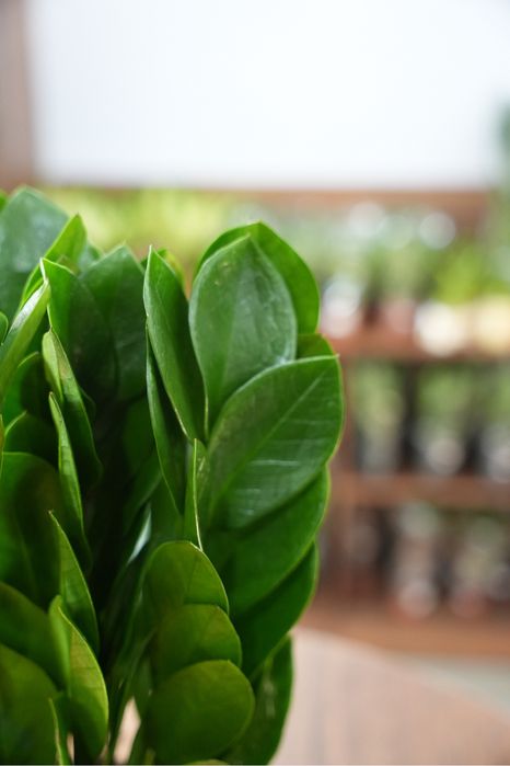 Замиокулкас пирамида