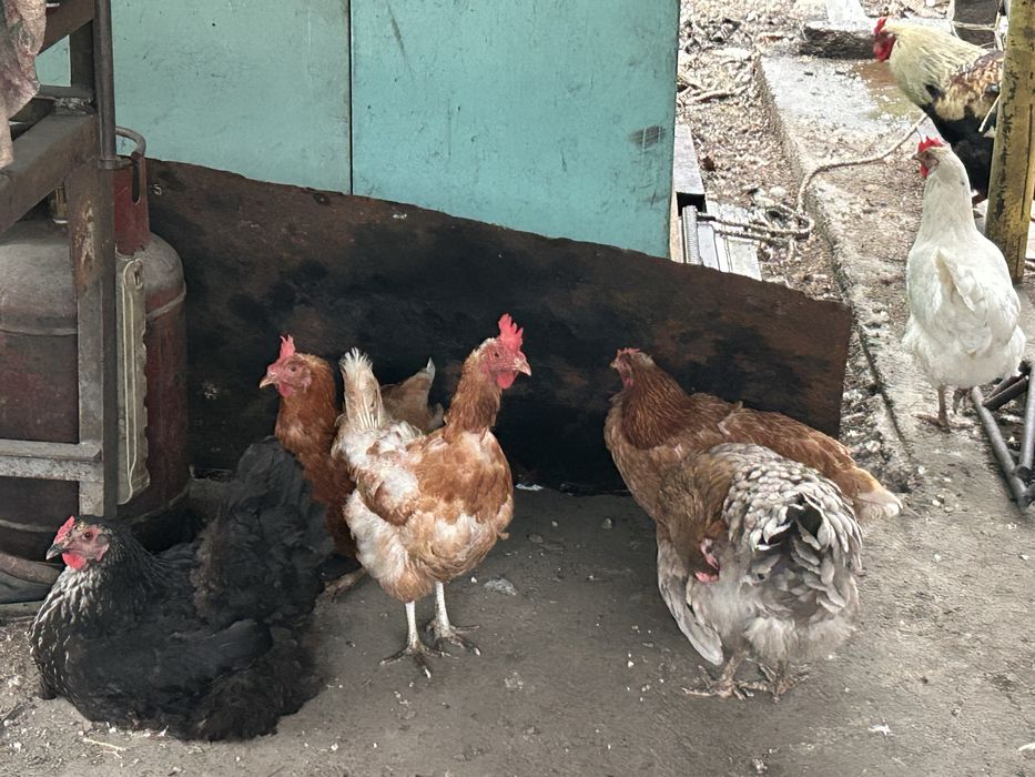 Продам куры и петухи не дорого