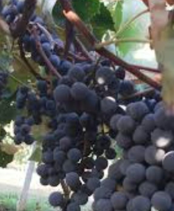 Vând struguri de vin