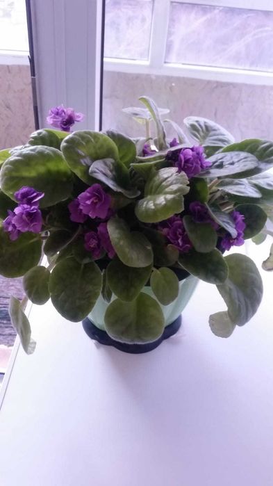 Красивые комнатные цветы