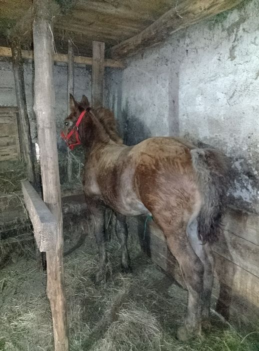 Mânz de 3 luni jumate de vânzare
