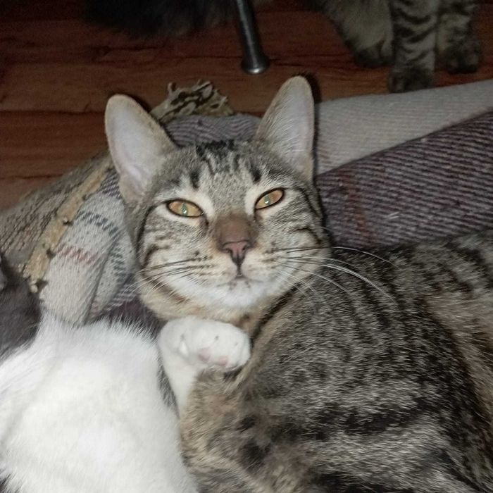 Котята-мальчишки