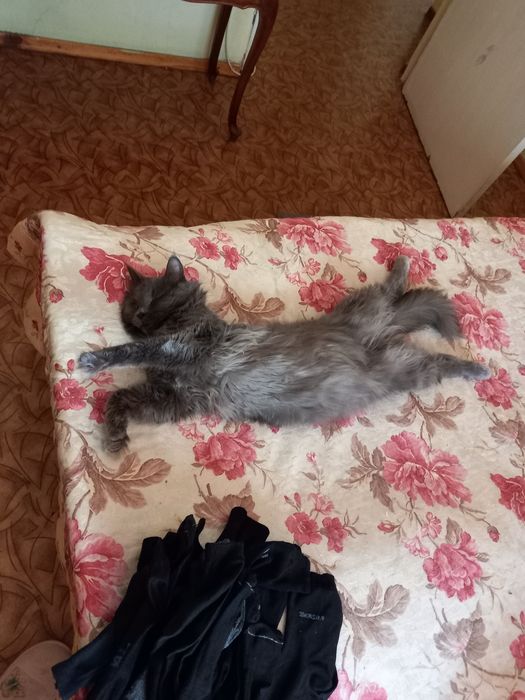 Отдам в хорошие руки