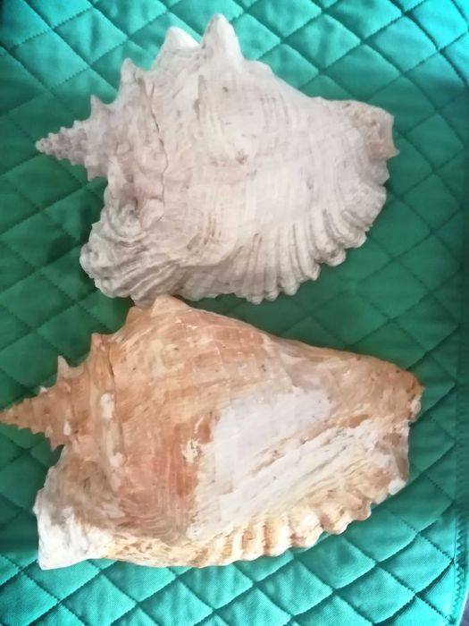 Ракушки для декора