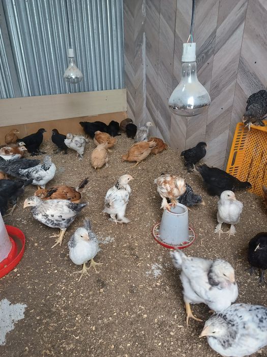 Шожектер сатылады