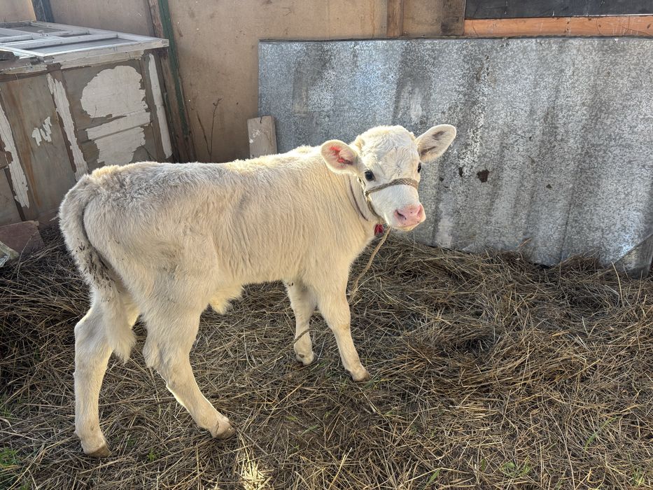 Продам корову с теленком