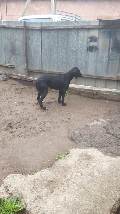 Кумай тазы сатылады