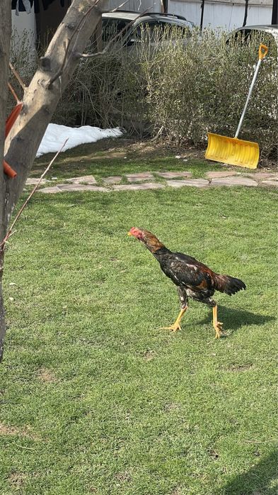 Дакан 5 жарым айлық күздік