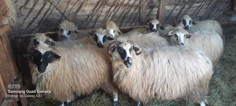 Vand  20 de oi breze sunt și cu miei și 2 capre + 1 țap alpin francez