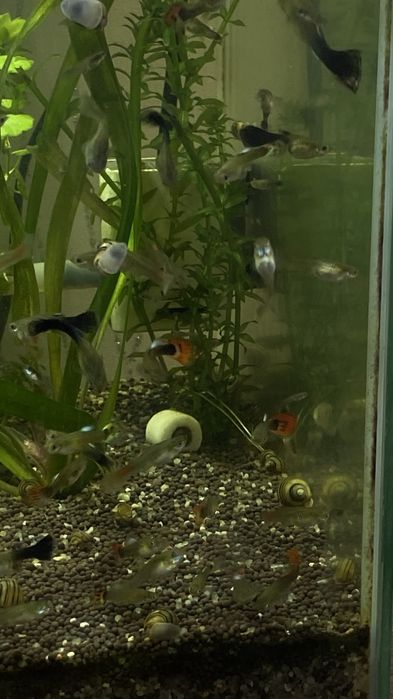 аквариумные рыбки и улитки