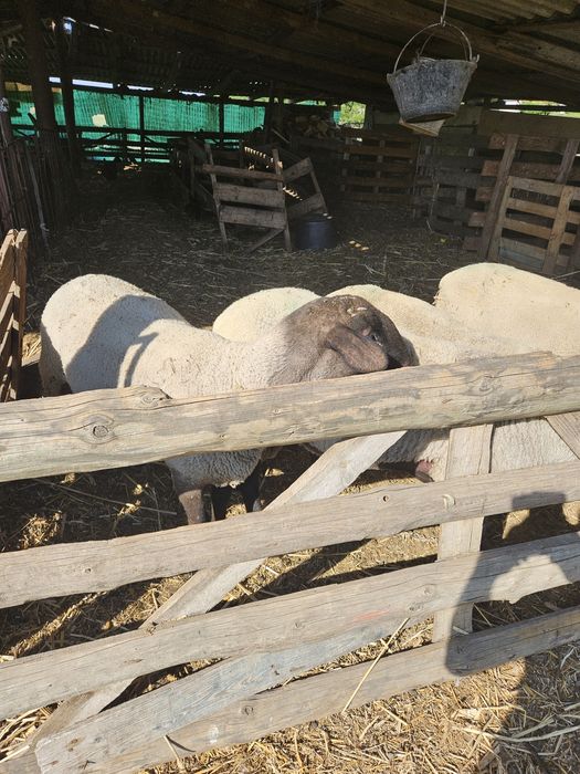 Berbeci suffolk miori