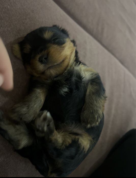 Йоркширский терьер