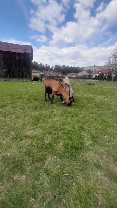 Vand capra Alpină franceză  la a treia fatare preț 1200 roni.