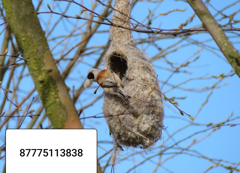 Гнездо ремеза лечебные пишите на ватсап