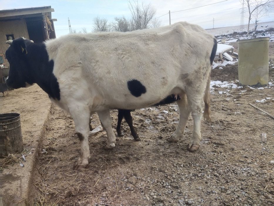 Сыйырлар сатылады