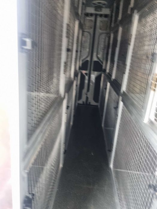 Montam.custi de caini in Dube