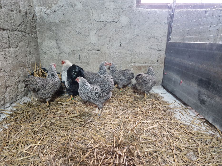 Wyandotte pitic argintiu cu benzi duble