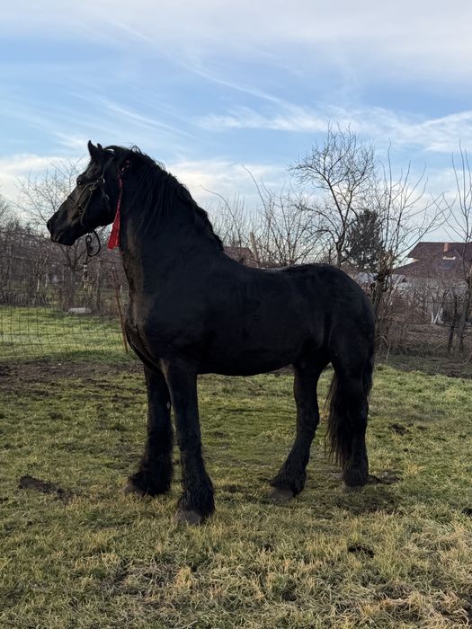 Vand / schimb armasar frizian cu acte fara probleme