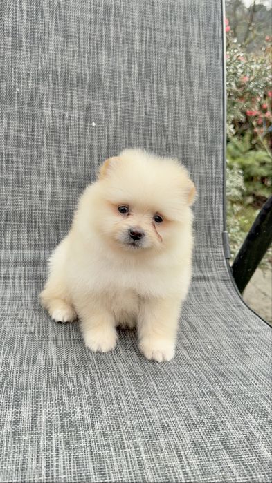 Померан мини момиче. Померанче