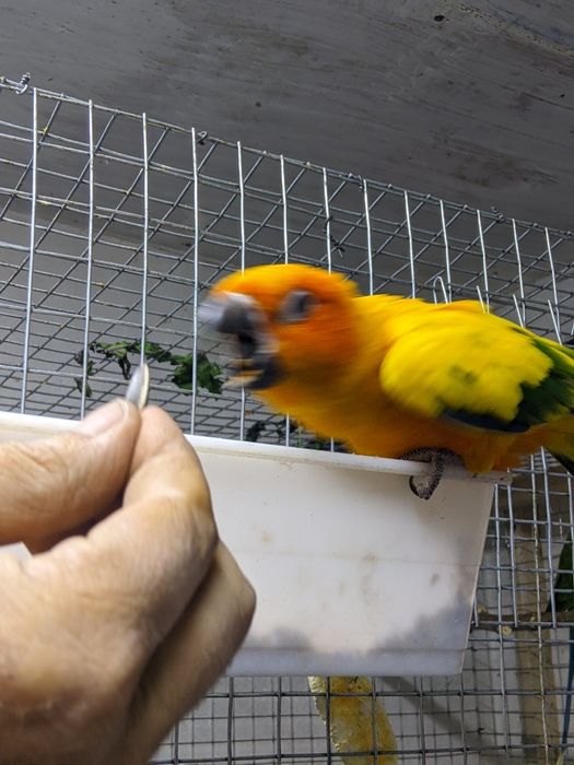 Попугай аратинга