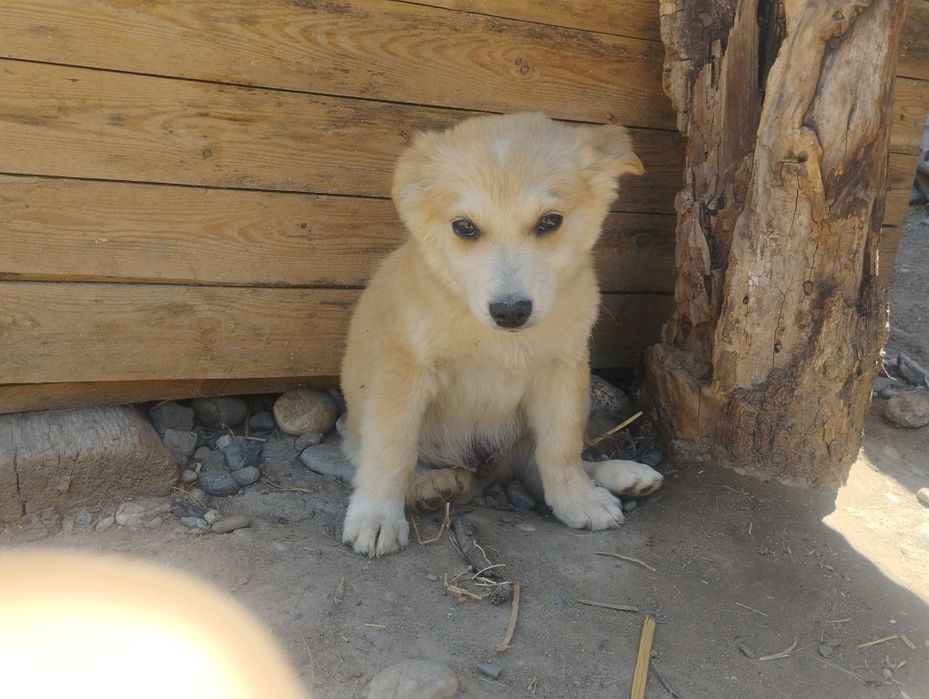 Продаётся щенок маленькой породы (мальчик, дворняга)