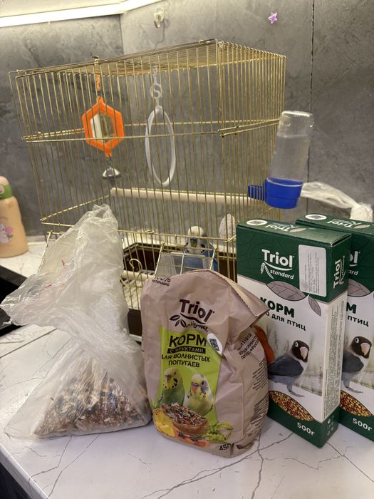 продам попугай  (Кеша)