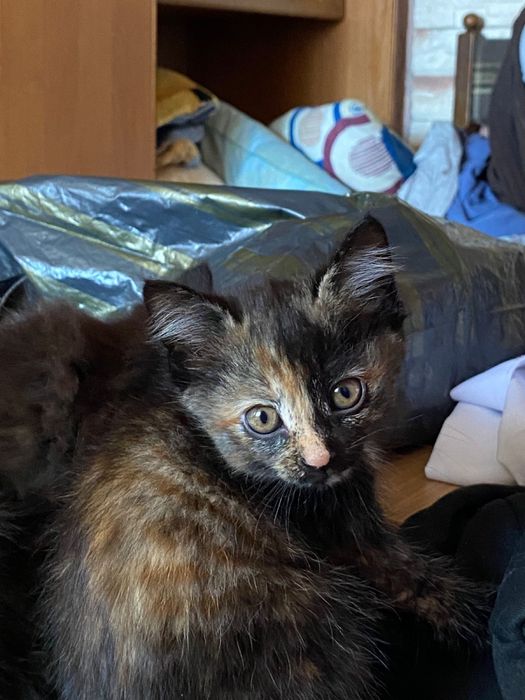 котята, отдам в хорошие руки