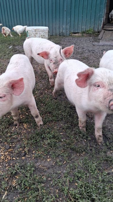 Продам поросят 1