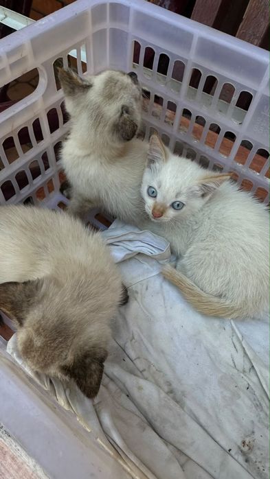 Отдам котят в добрые руки