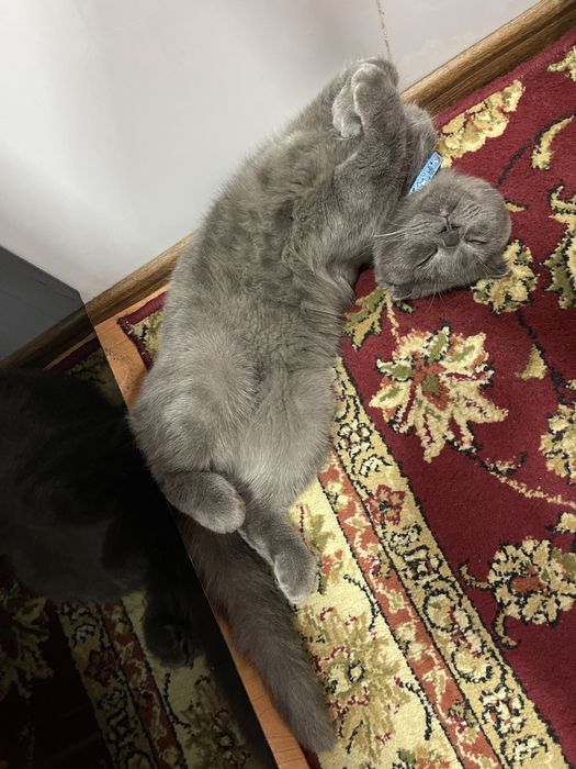 Скоттиш фолд