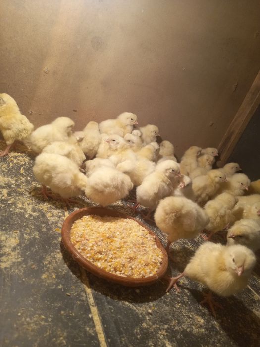 Oq xonaki jõjalar bor