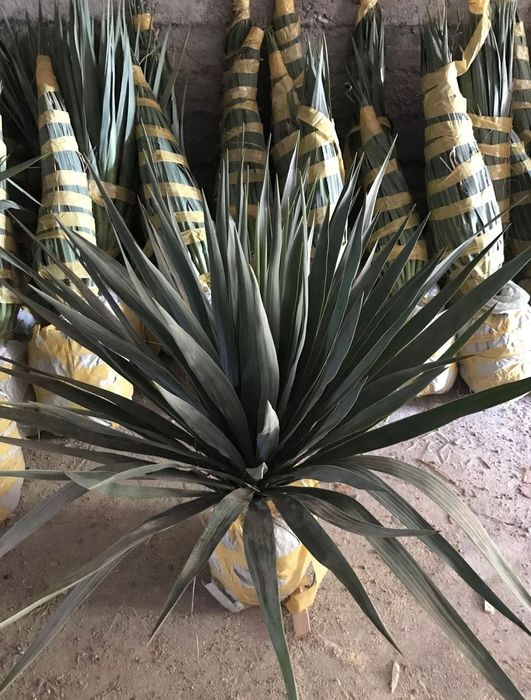 Саженцы всех видов