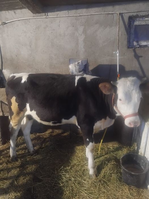 Vand junica baltata românească