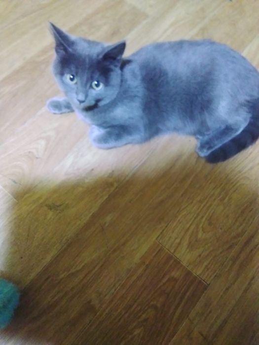 Кошечка ищет дом