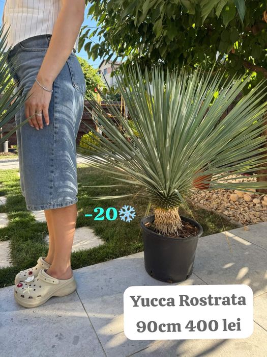 Planta yucca rostrata 90 cm