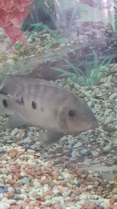 Продам большой шикарный аквариум