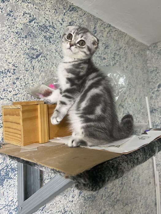 Продам котёнка девочка