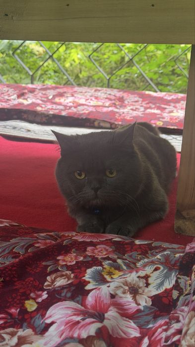 British кошка 6 месячная