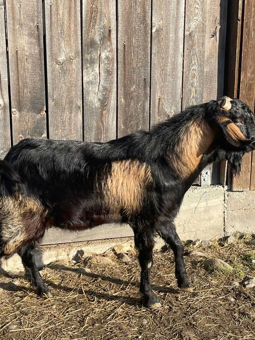 vand tap anglo nubian