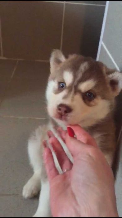 Шоколадный голубоглазый мальчик хаски